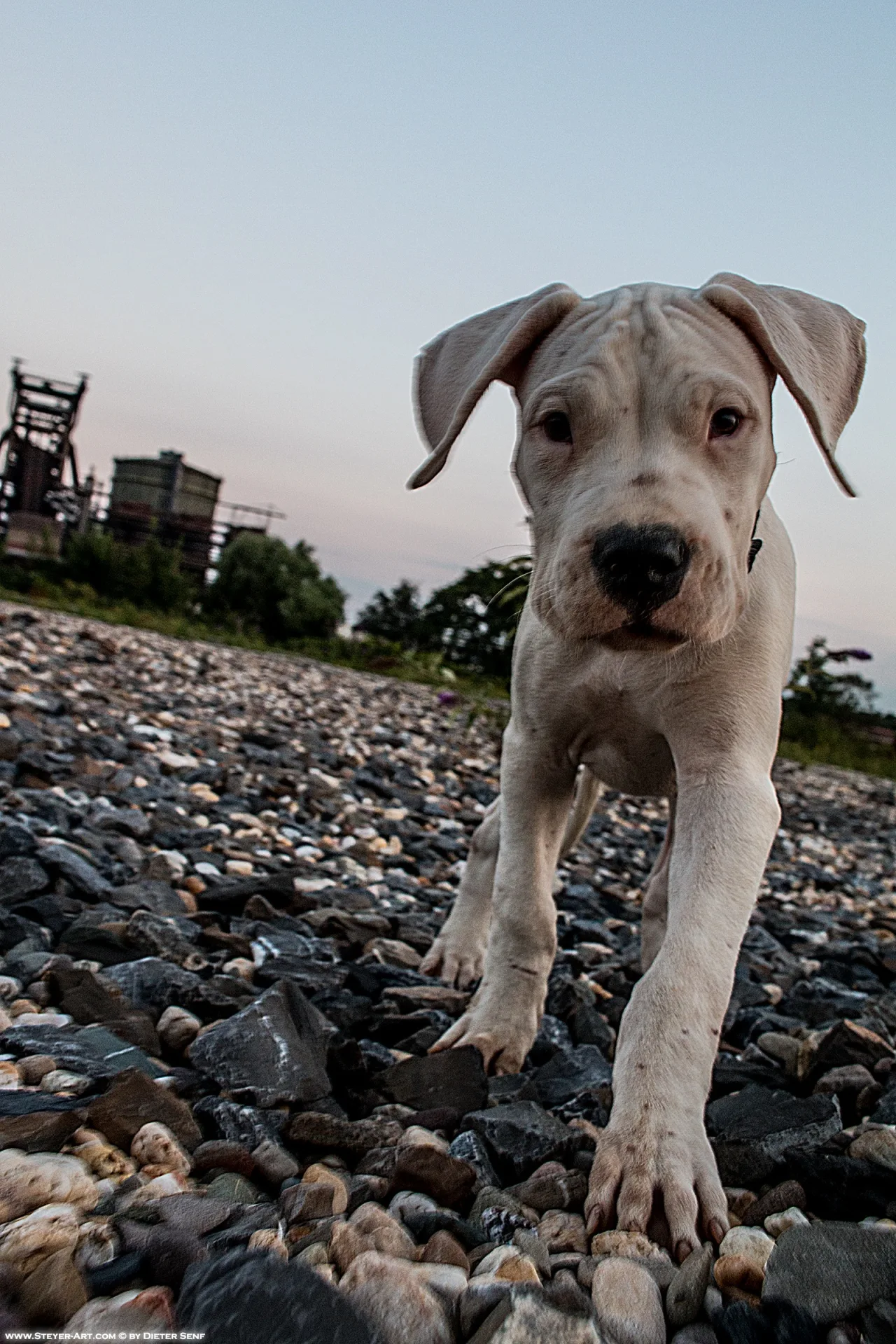 Dogo Puppy