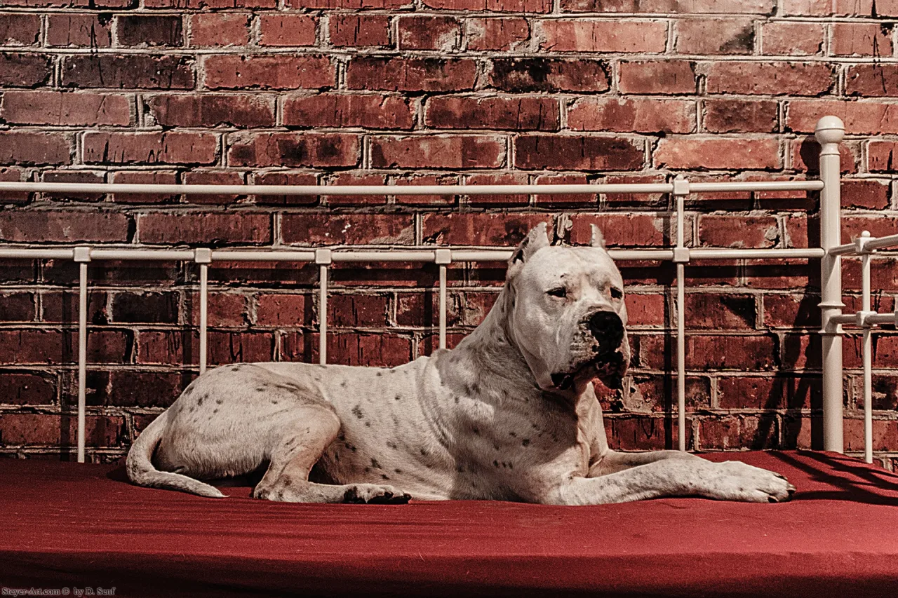 Zalim the Dogo Argentino