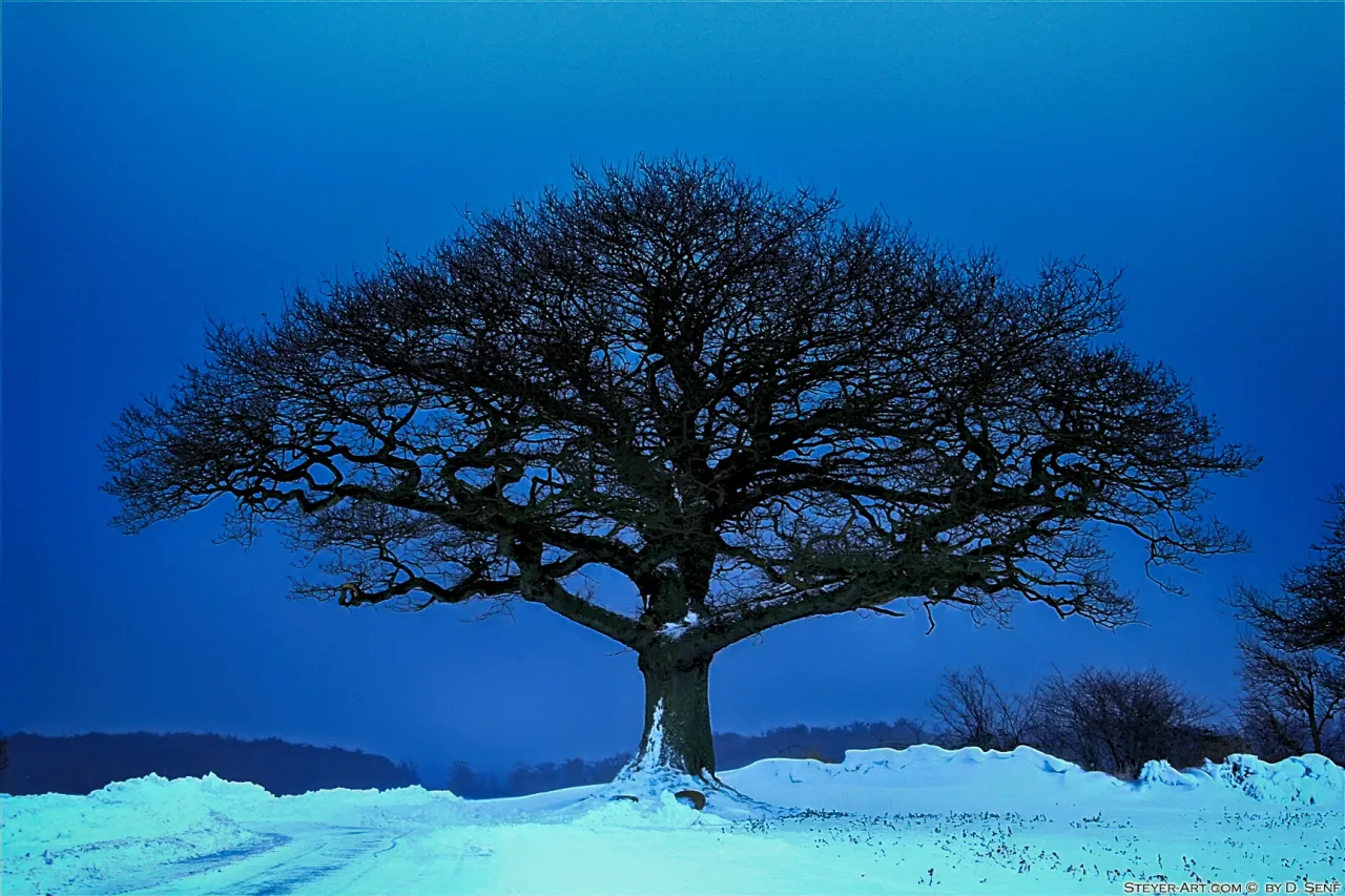 Cold Feeling RELOADED 2006