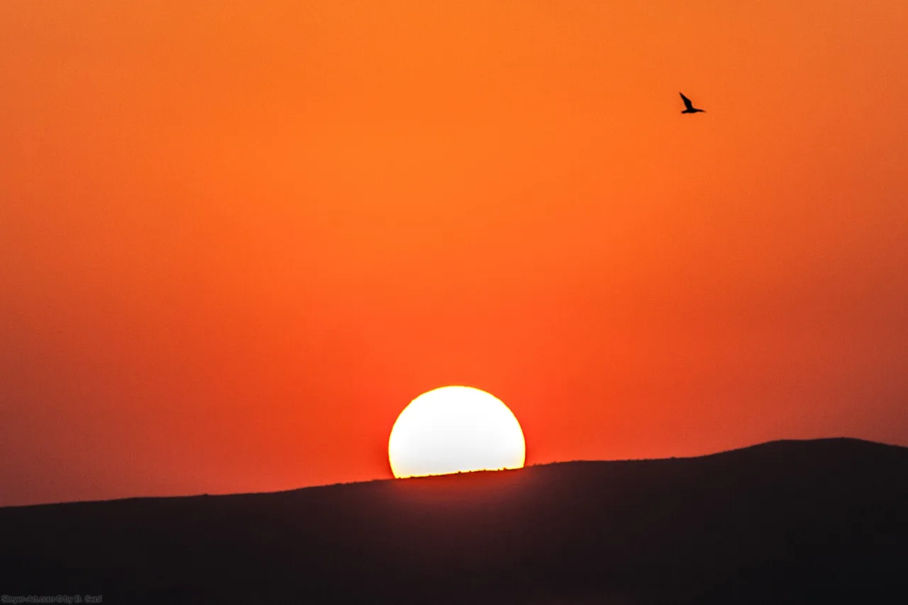 Black Bird Dawn