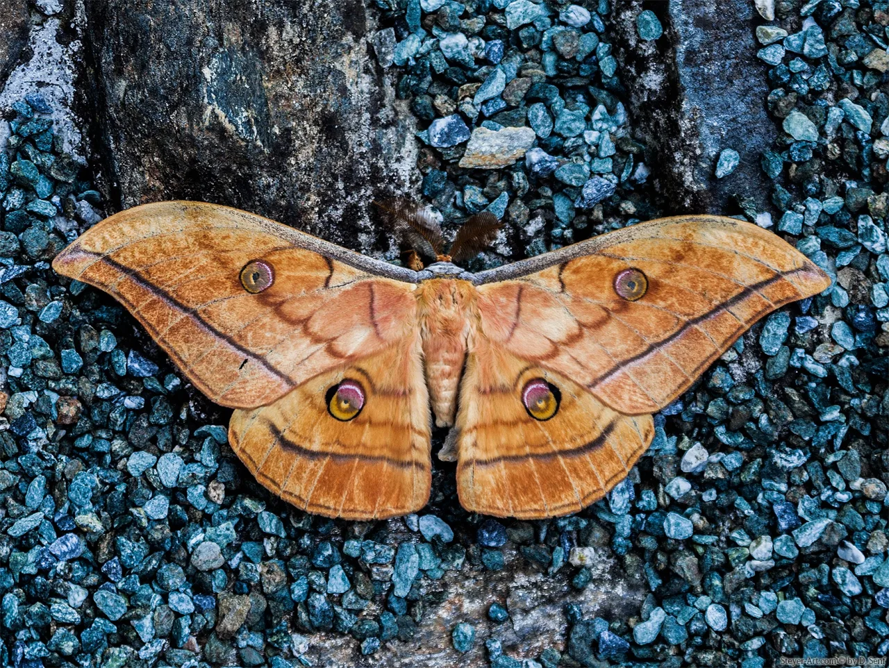 Antheraea polyphemus II