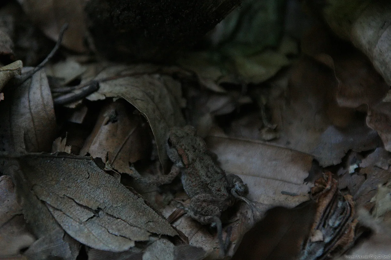 Krypsis