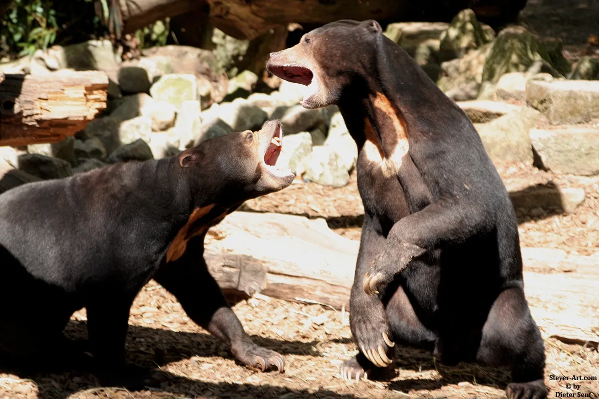 bears2