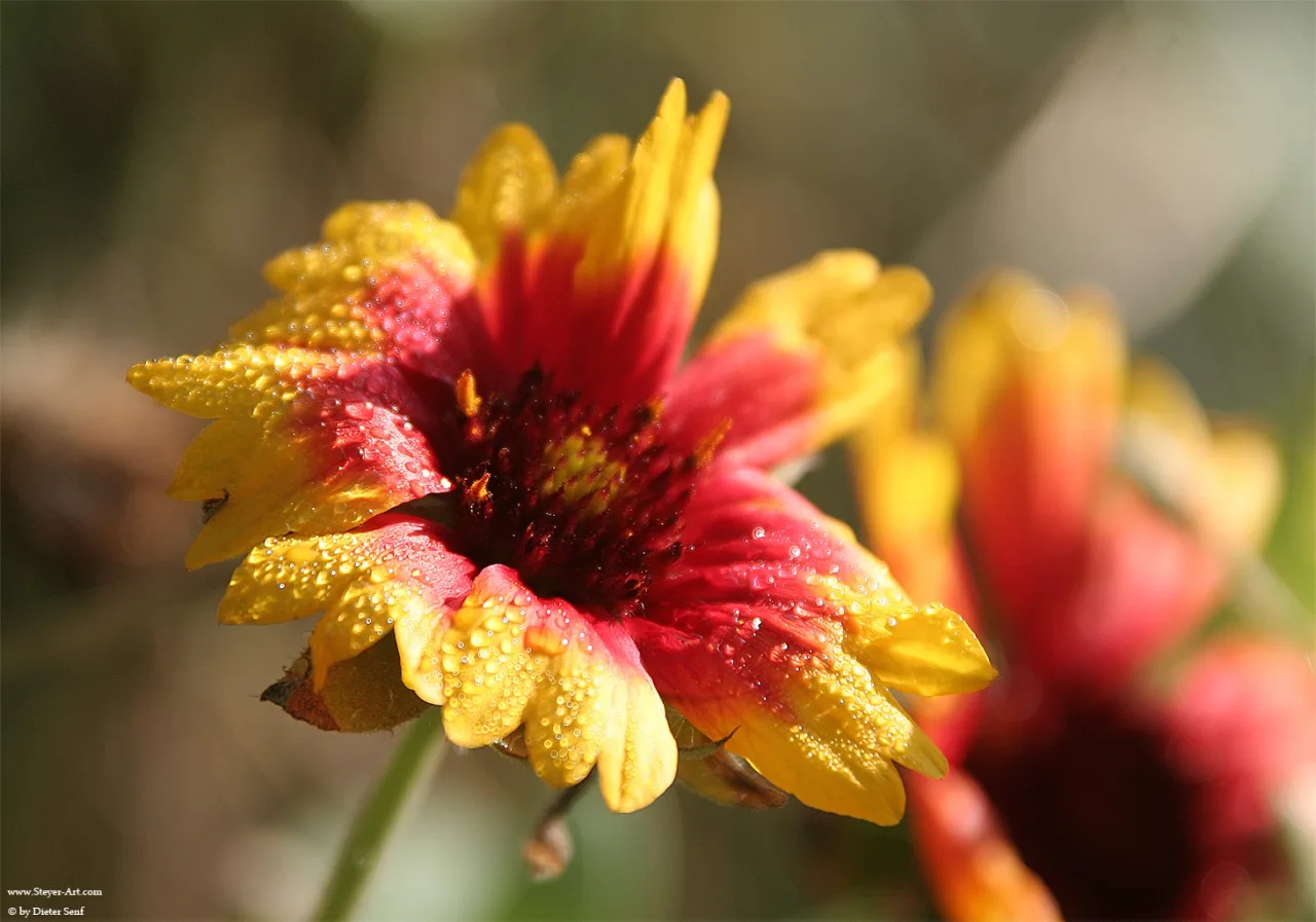 red n yellow