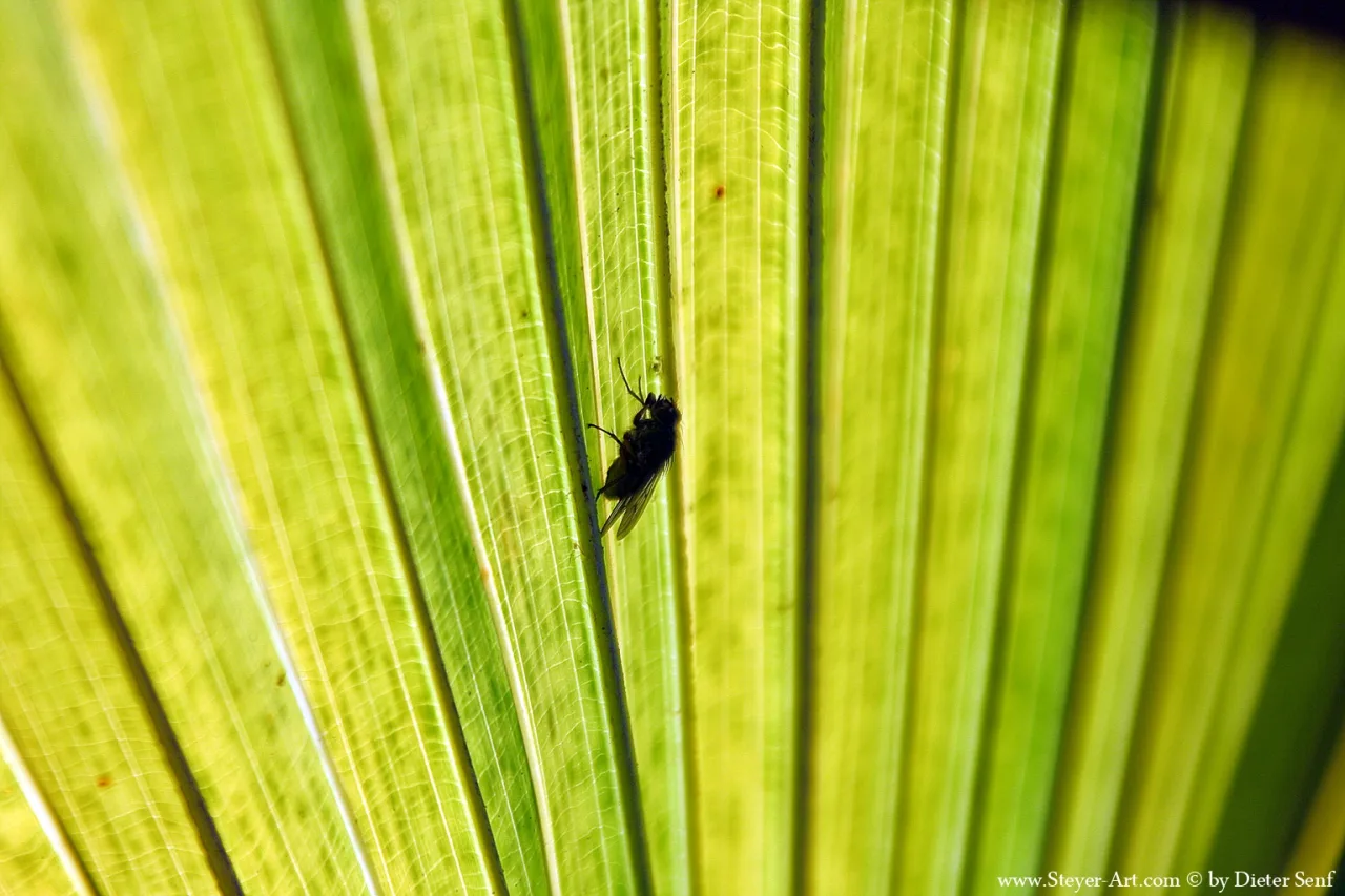 green motion