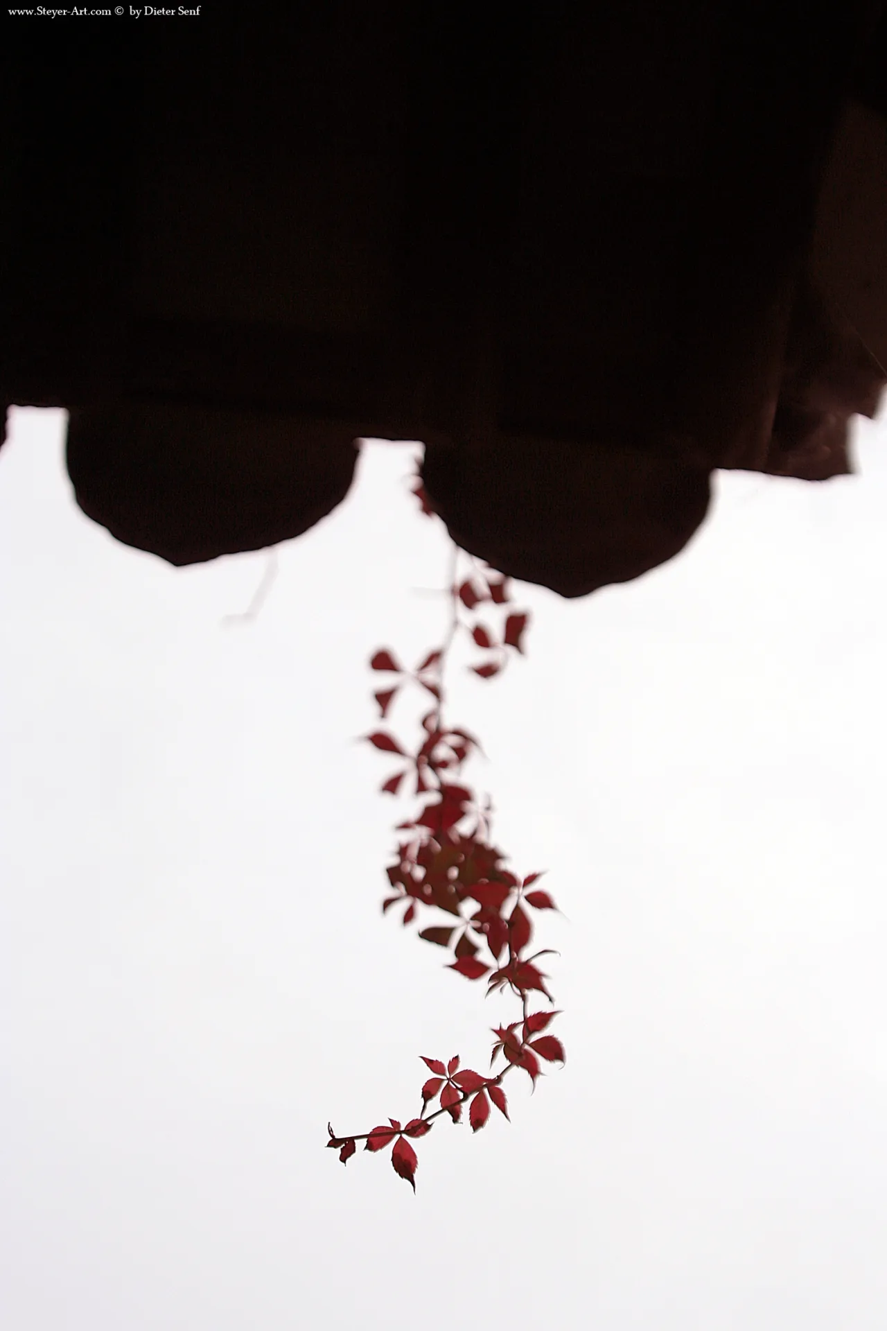 red leaf