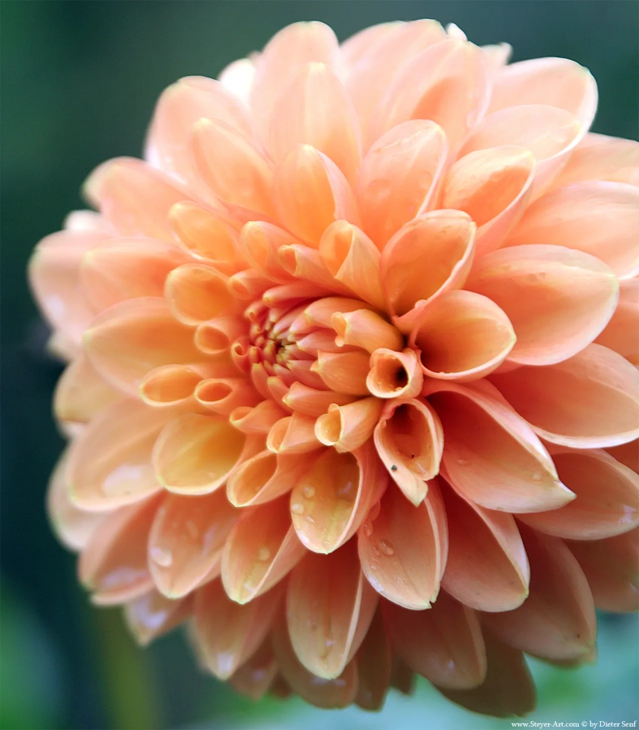 peach rose