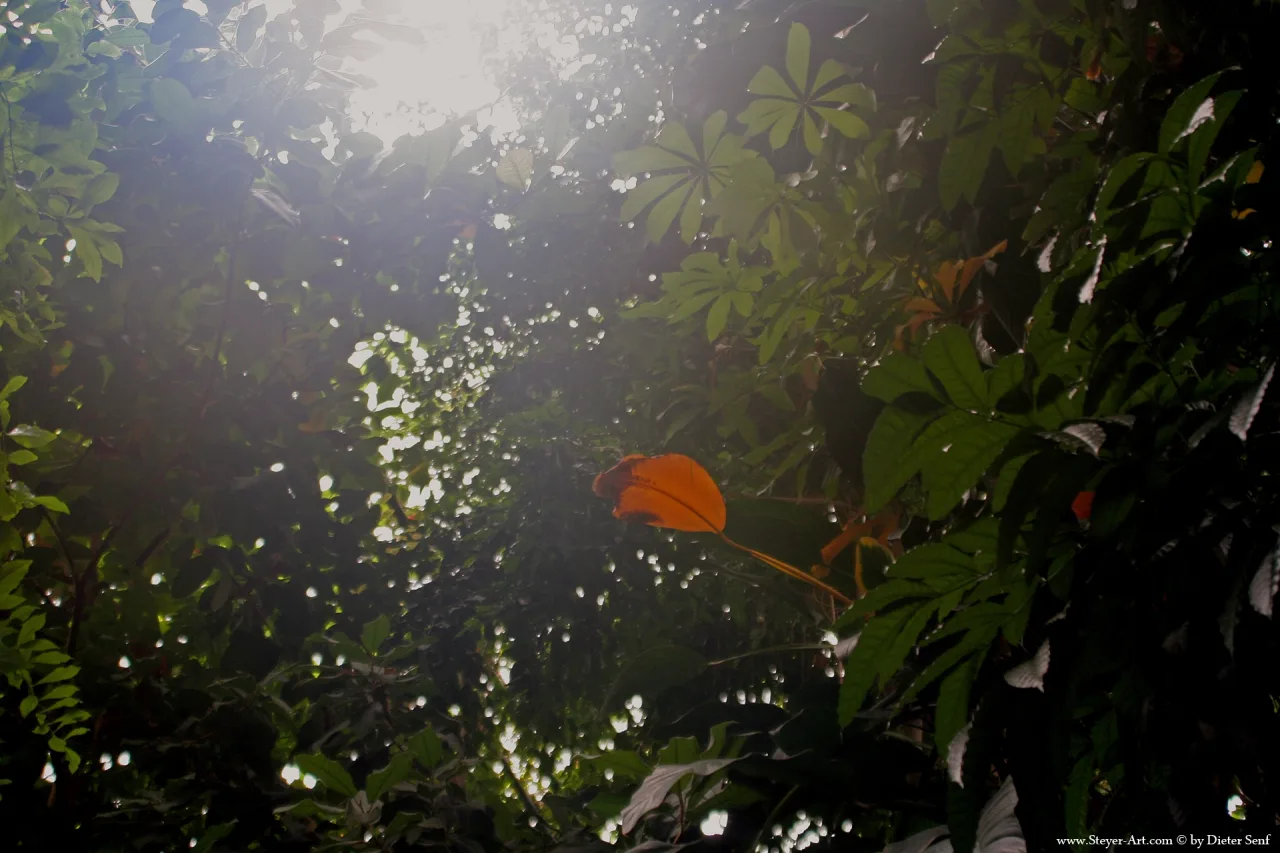 heavy jungle