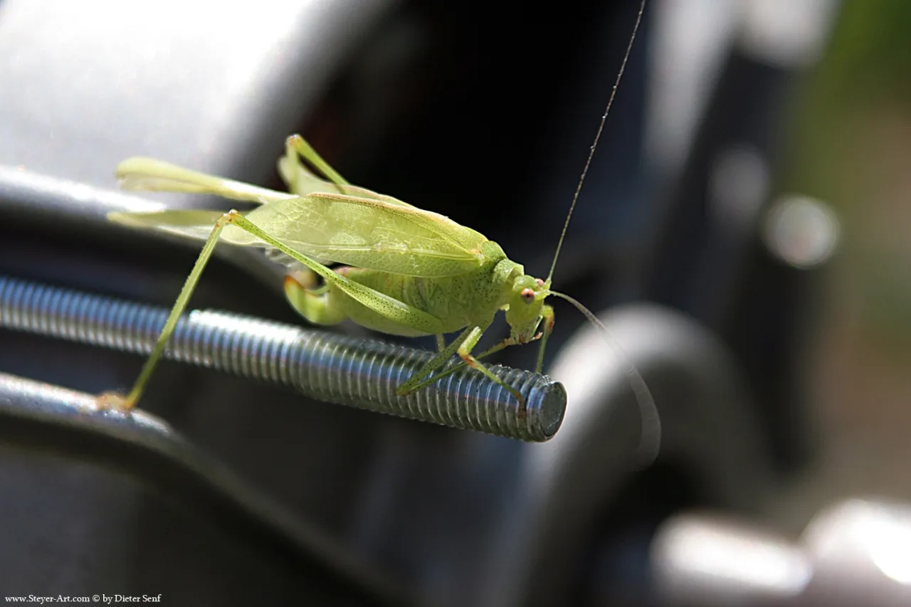 green hopper
