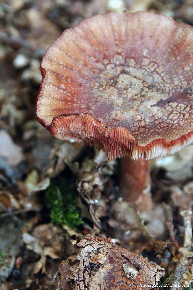 amanita muscaria
