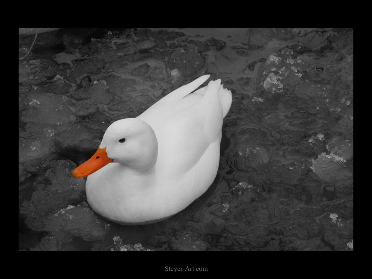 the nice duck